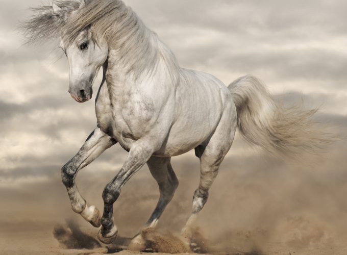 Wallpaper horse, 8k, Animals 284009621